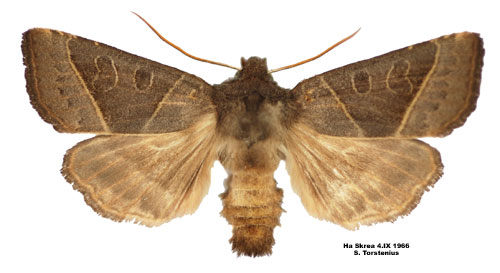 Mesogona oxalina.jpg © Bert Gustafsson