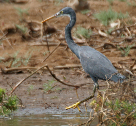 Western Reef Egret (Egretta gularis) W IMG 6898.jpg © J.M.Garg