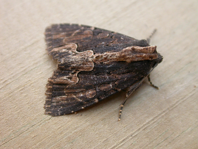 Dypterygia scabriuscula.jpg © Donald Hobern from Canberra, Australia