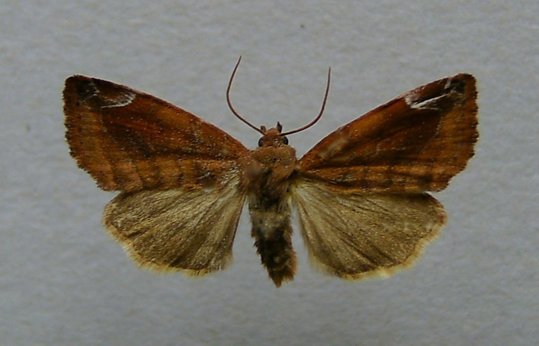 Cosmia pyralina.jpg © Dumi