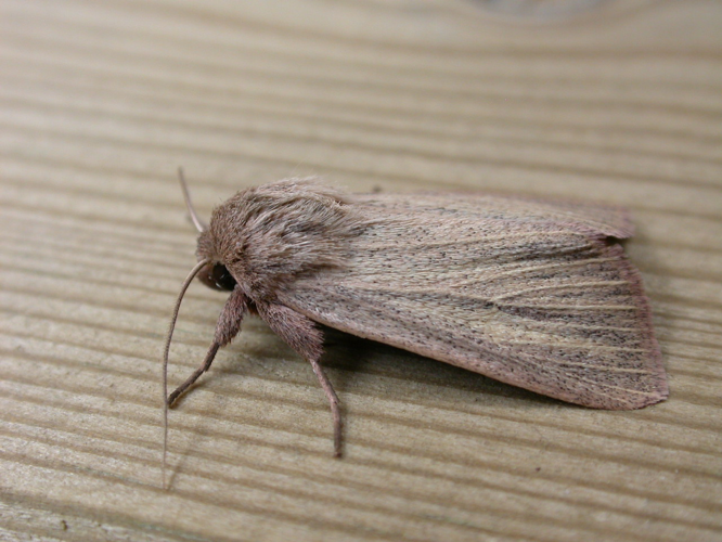 Mythimna pudorina.jpg © Donald Hobern from Canberra, Australia