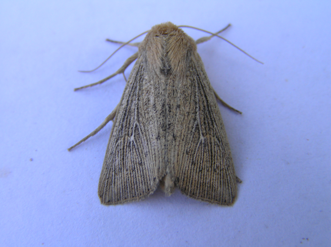 Leucania obsoleta FvL.jpg © Fvlamoen