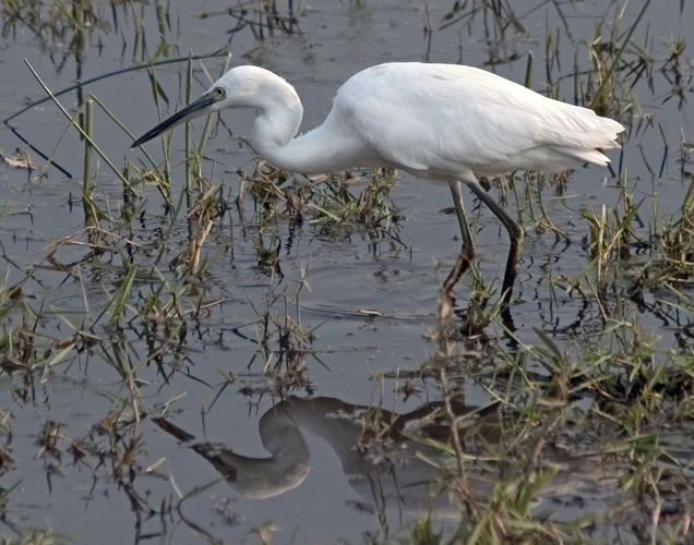 Little Egret Reflection.jpg © Birdman1