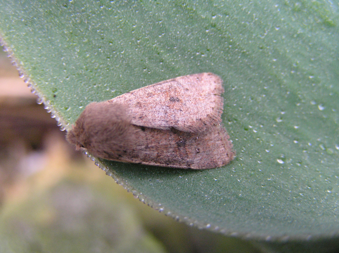 Orthosia cruda.jpg © Fvlamoen
