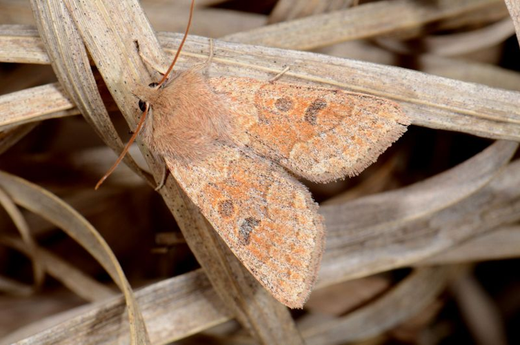 Orthosia miniosa.jpg © Lymantria