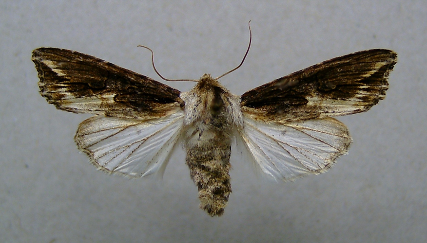 Egira conspicillaris.jpg © Dumi