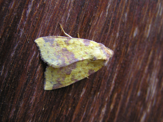 Xanthia togata FvL.jpg © Fvlamoen