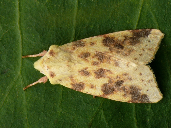 Xanthia.icteritia.jpg © František ŠARŽÍK