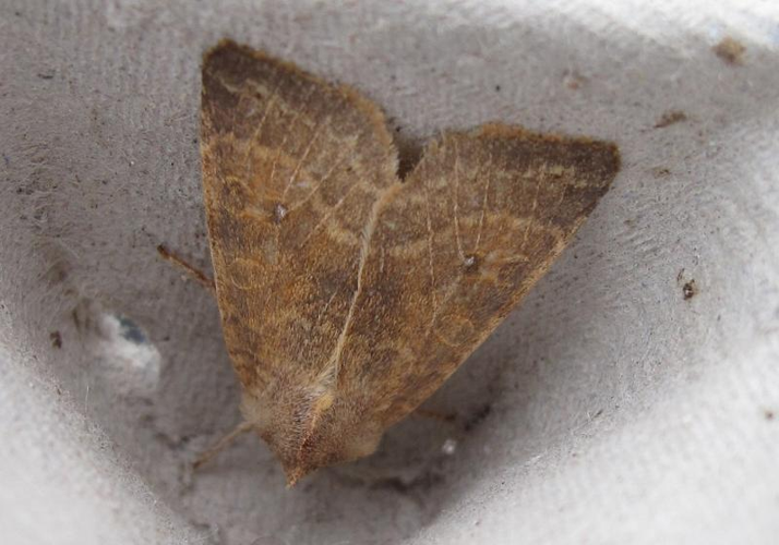 Xanthia ocellaris.jpg © Dieder Plu