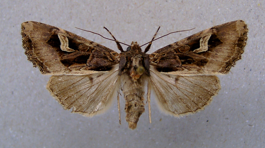 Trigonophora flammea.jpg © Dumi