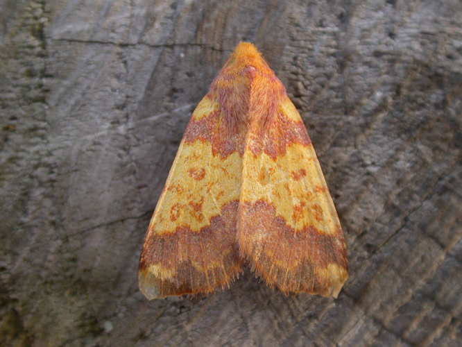 Tiliacea aurago.jpg © Donald Hobern