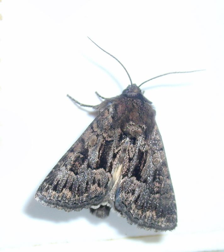 Aug11 151 British Moths Dark Brocade, Noctuidae, Cuculliinae, Mniotype adusta.jpg © Mick Talbot