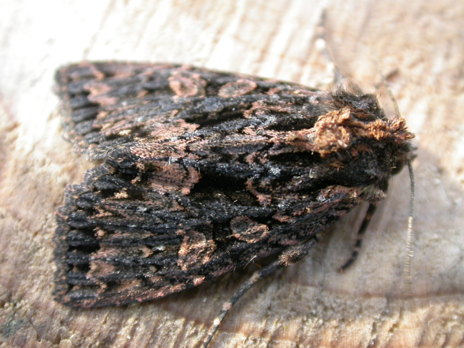 Mniotype satura.jpg © Donald Hobern