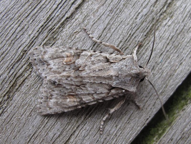 Lithophane ornitopus.jpg © Dieder Plu