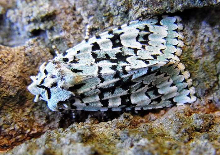 Griposia aprilina up.jpg © Siga