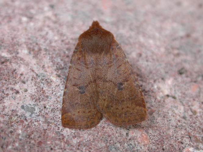 Conistra vaccinii.jpg © Donald Hobern