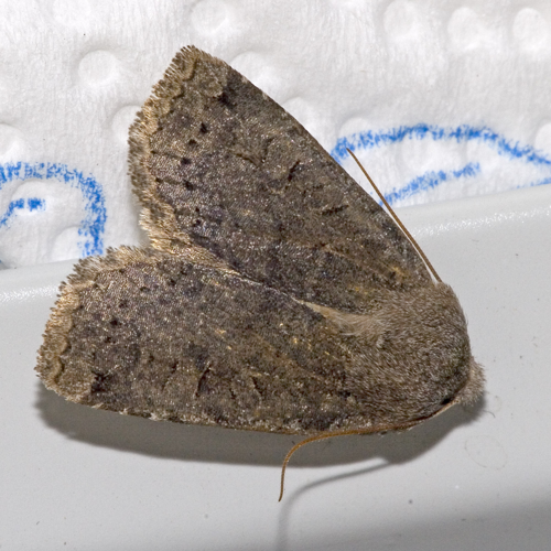 Conistra.ligula.7154.jpg © Olei