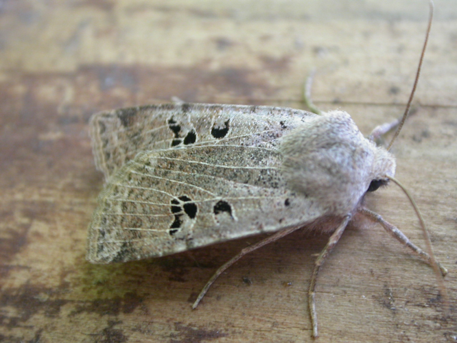 Conistra rubiginosa.jpg © Donald Hobern from Canberra, Australia