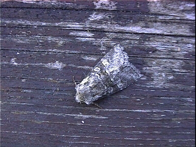 Brachylomia viminalis.jpg © dhobern