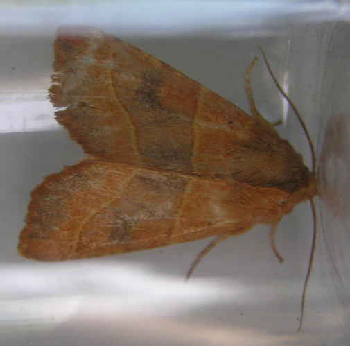 Atethmia centrago FvL.jpg © Fvlamoen