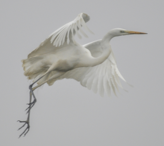INaturalist egret.jpg © gianluigi
