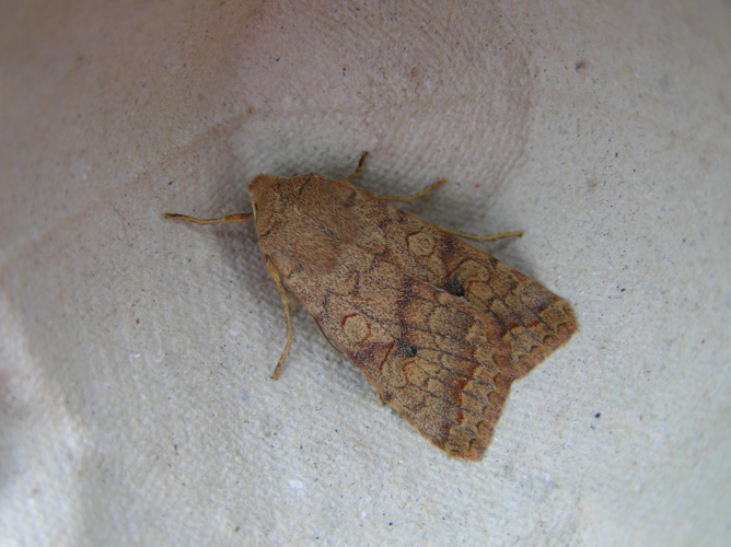 Agrochola circellaris FvL.jpg © Fvlamoen