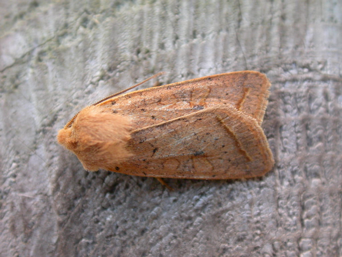 Agrochola macilenta.jpg © Donald Hobern