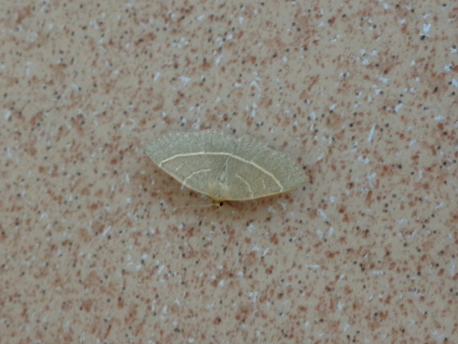 Trisateles emortualis 01.JPG © AfroBrazilian