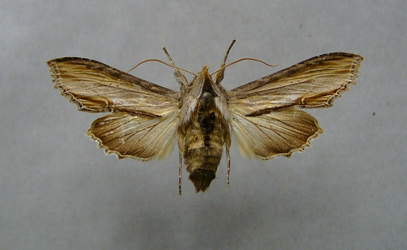 Cucullia scrophulariae.jpg © Dumi