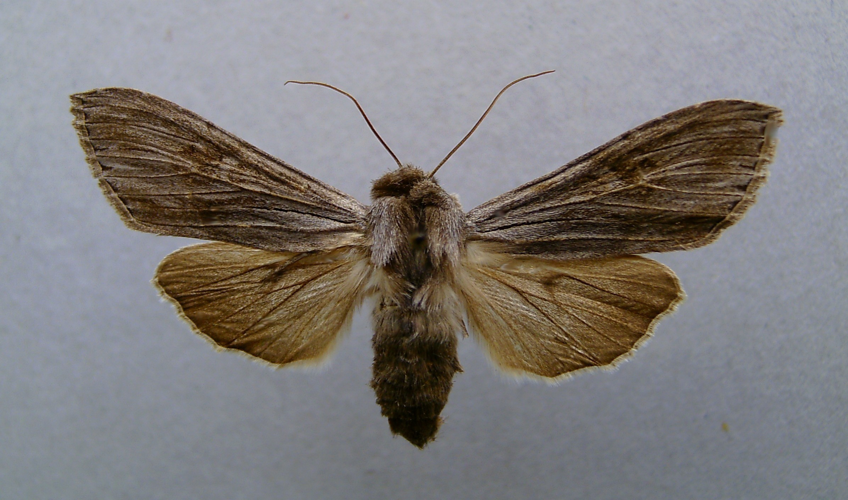 Cucullia lactucae.jpg © Dumi