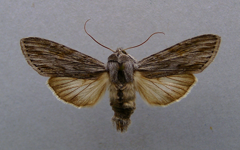 Cucullia lucifuga.jpg © Dumi