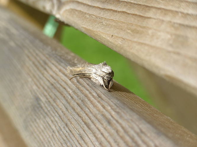 Cucullia umbratica03.jpg © Julian Breuer (Mettness)