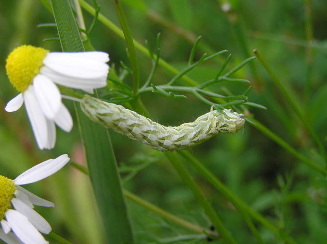 Cucullia chamomillae larva FvL.jpg © Fvlamoen