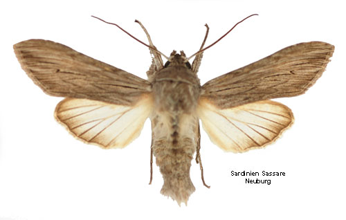 Cucullia tanaceti.jpg © Bert Gustafsson