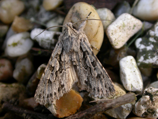 Xylocampa areola.jpg © Donald Hobern from Canberra, Australia