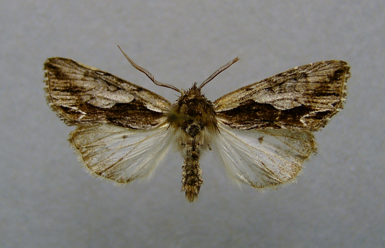 Calliergis ramosa.jpg © Dumi