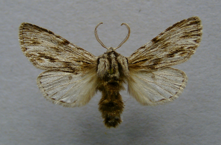 Asteroscopus sphinx.male.jpg © Dumi