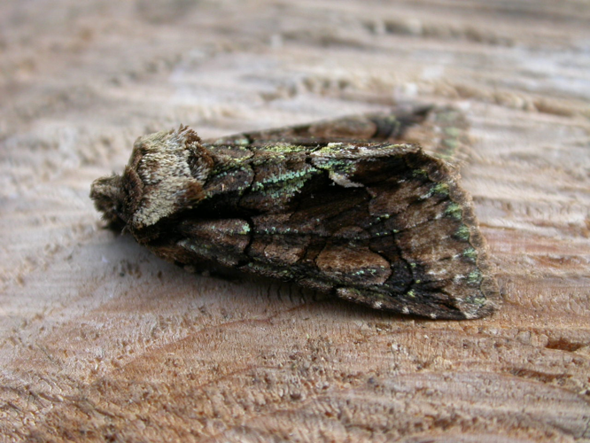 Allophyes oxyacanthae.jpg © Donald Hobern