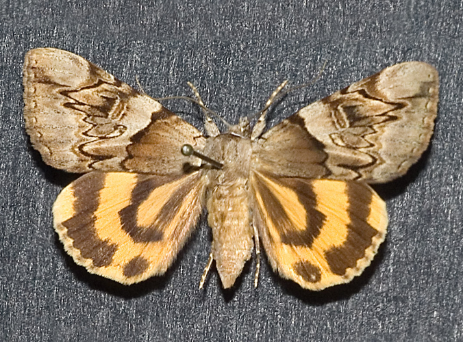 Catocala fulminea.jpg © Kulac