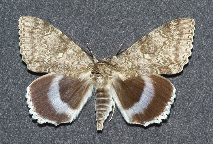 Catocala fraxini1.jpg © Kulac