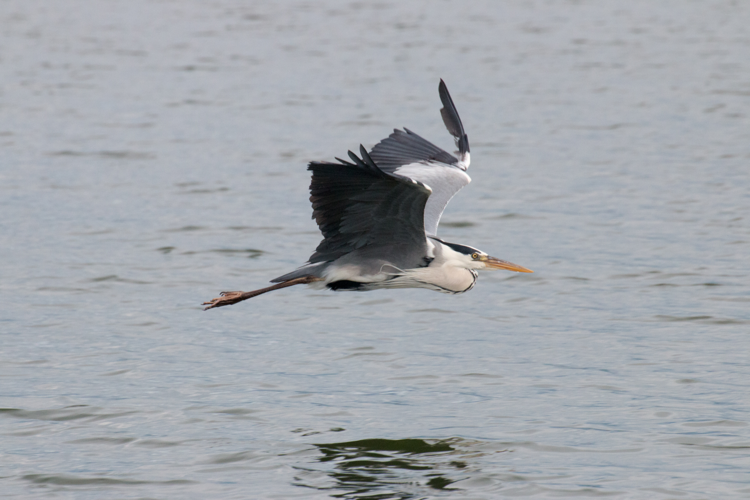 Kerkini lake in May 01.jpg © Vassilios Vescoukis
