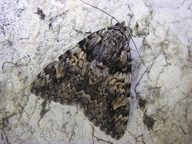 Catocala promissa2.jpg © Lymantria