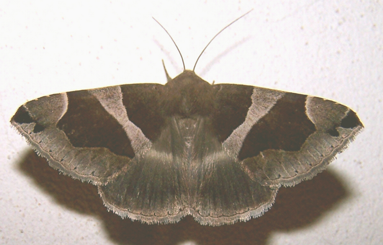 Dysgonia algira.jpg © Peter Skacel