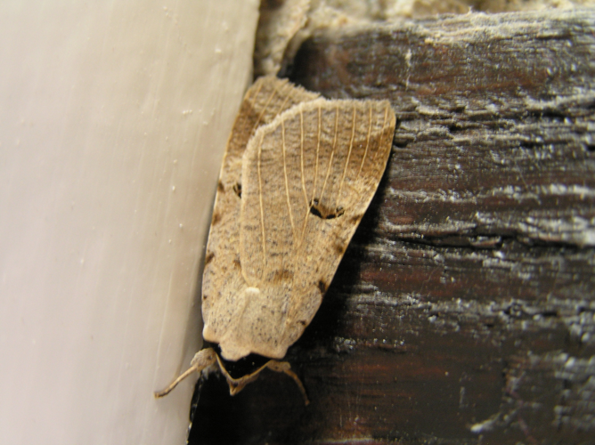 Lygephila craccae.jpg © Lymantria