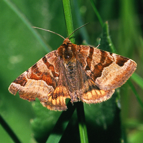 Euclidia.glyphica.2183.jpg © Olei