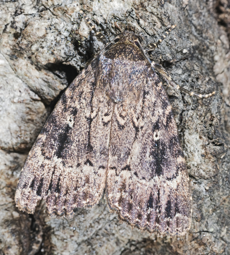 Amphipyra pyramidea MHNT.jpg © Didier Descouens