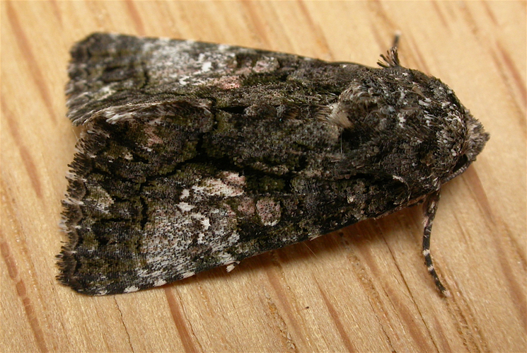 Aedia leucomelas.jpg &copy; dhobern