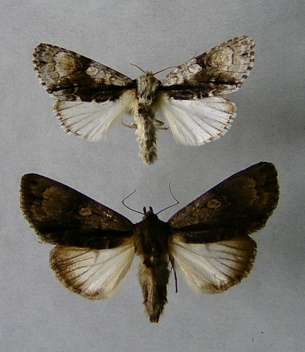 Acronicta alni.jpg © Dumi