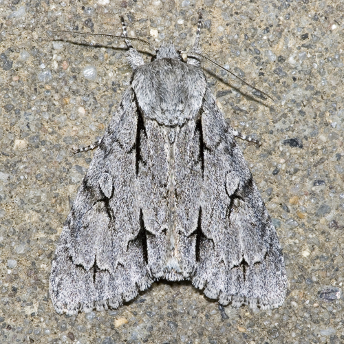 Acronicta.psi.7147.jpg © Olei