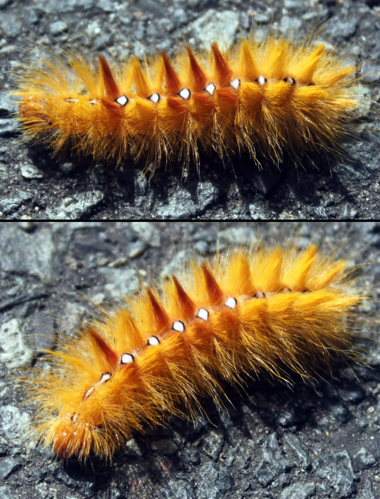 Ahorn-Rindeneule Sycamore Acronicta aceris anagoria 03.JPG © Anagoria
